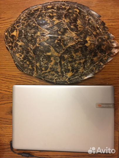 Панцирь черепахи