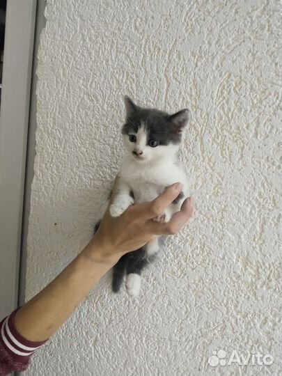 Кошка в дар бесплатно