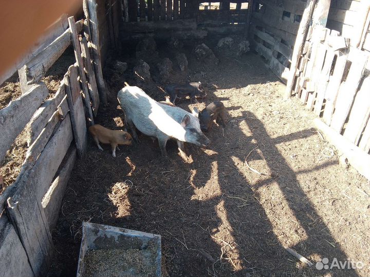 Вьетнамские поросята и белые вислоухие