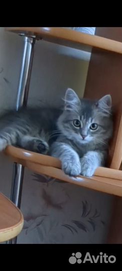 Котенок мальчик от невской маскарадной