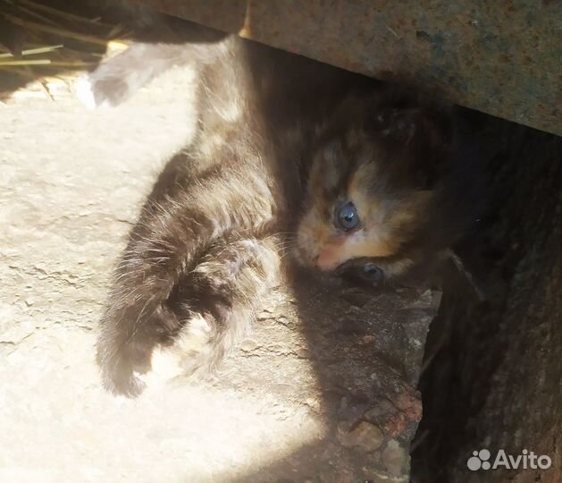 Прекрасные малыши в самые добрые руки
