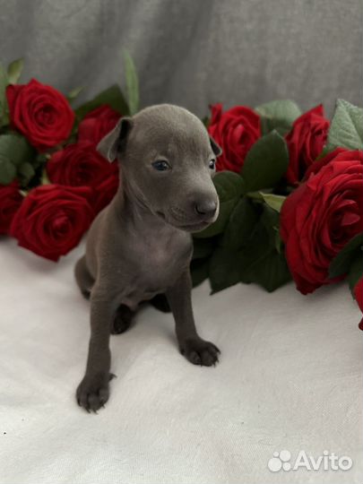 Левретка щенки