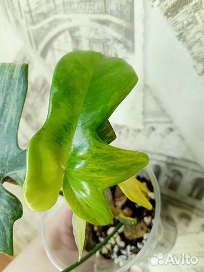 Филодендрон маска вариегатная