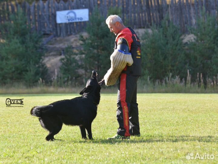 Чёрные щенки рабочего разведения, док-ты РКФ
