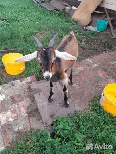 Молочные продукты. Козочки и козлик