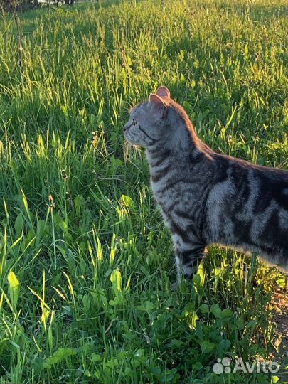 Кот шотландский в добрые руки