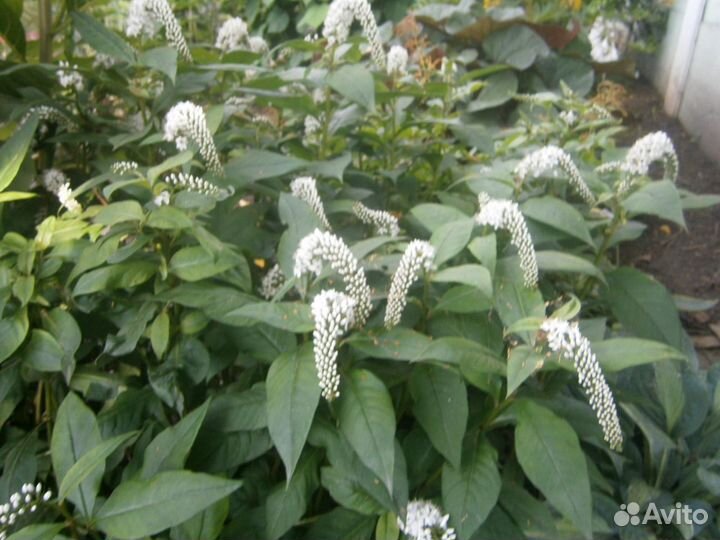 Садовые многолетники