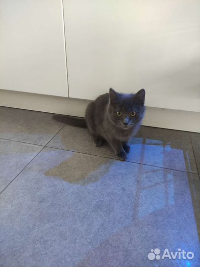 Кошечка мышеловка