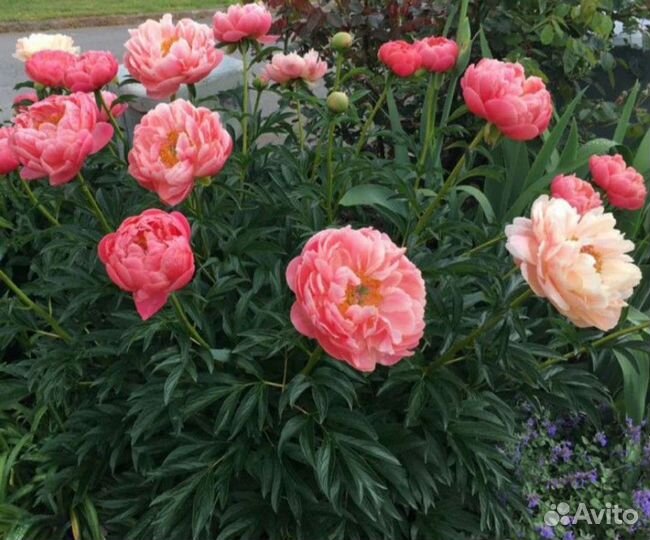 Корал Шарм пион