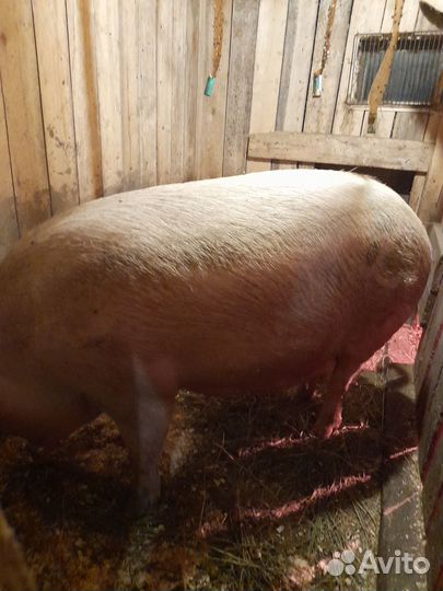 Свиноматка и поросята