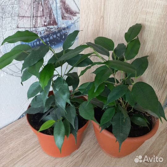 Фикус бенджамина