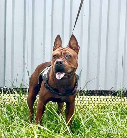 Китайский Чунцин