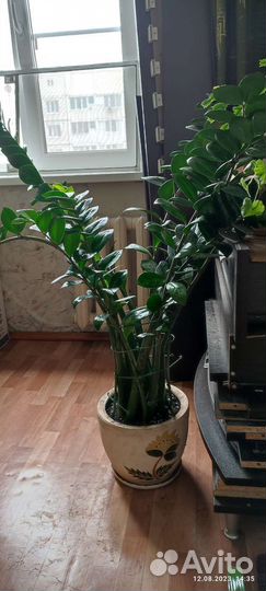 Замиокулькас