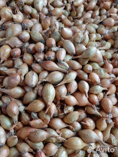 Лук севок стурон