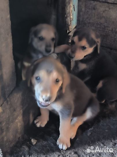 Щенки русской гончей