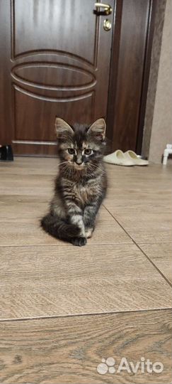 Котята мейн-кун