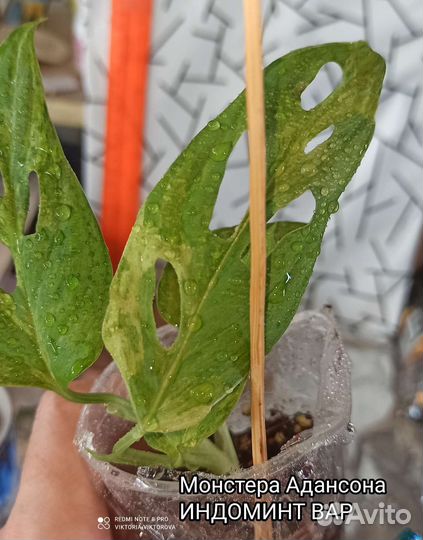 Монстера Адонсона Индоминт вар