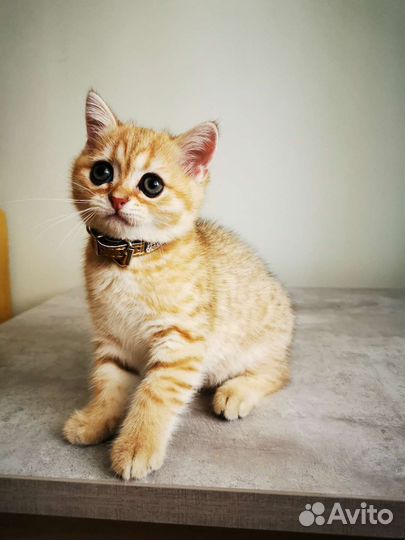 Котенок шотландской породы ny24