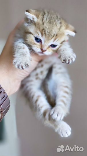 Шотландские котята