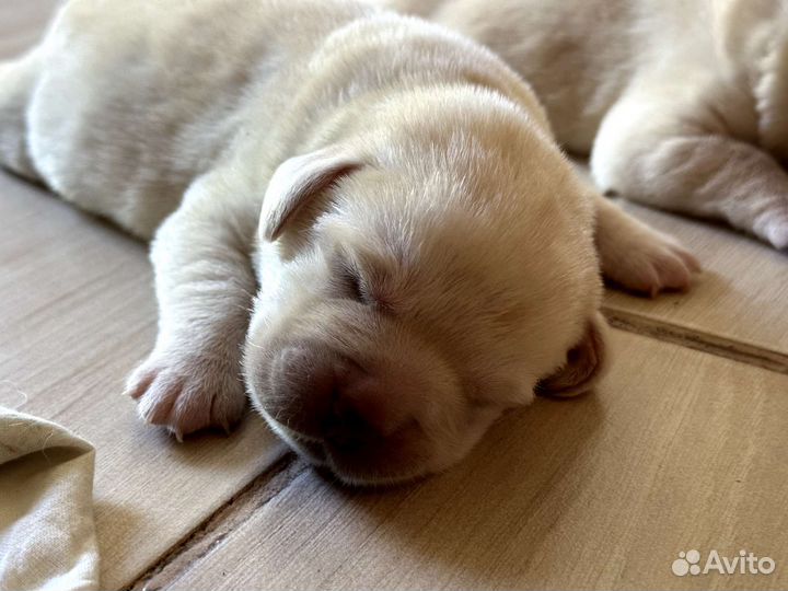 Щенки лабрадора ретривера
