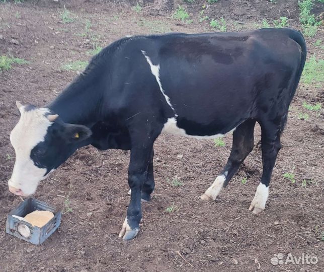 Продам телку 1 год, для дальнейшего содержания