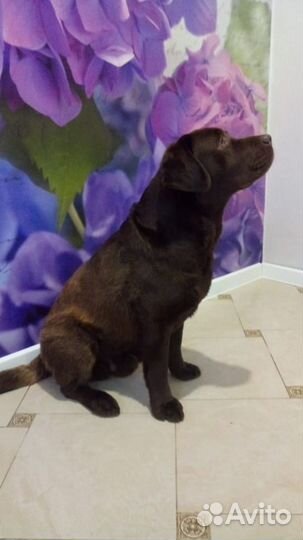 Вязка лабрадора ретривера