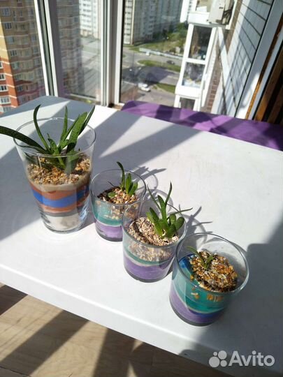 Флорариум в стакане с водоёмом мини сад