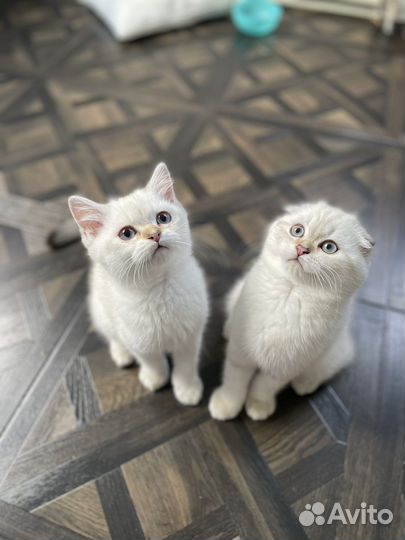 Шотландские котята