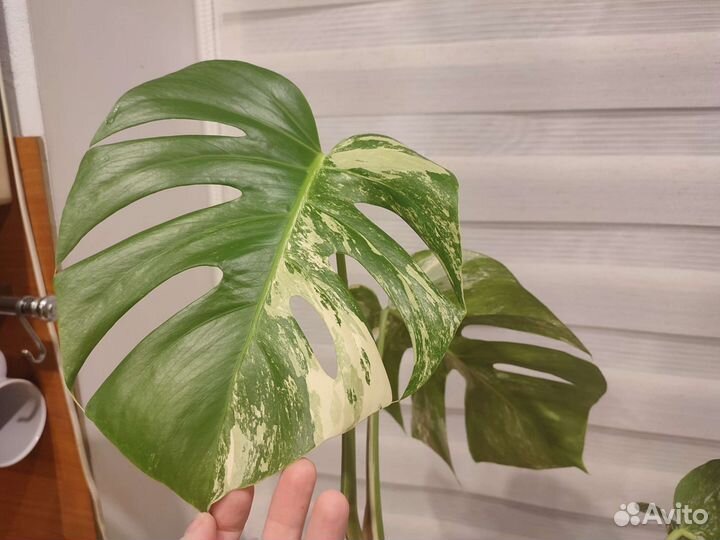 Монстера вариегатная альба
