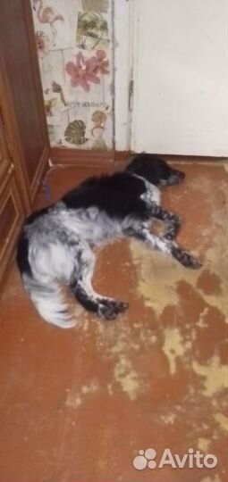 Отдам спаниеля