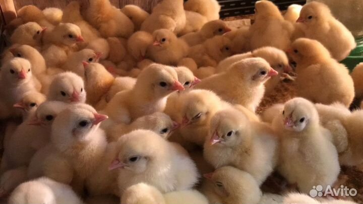 Суточные Цыплята бройлера