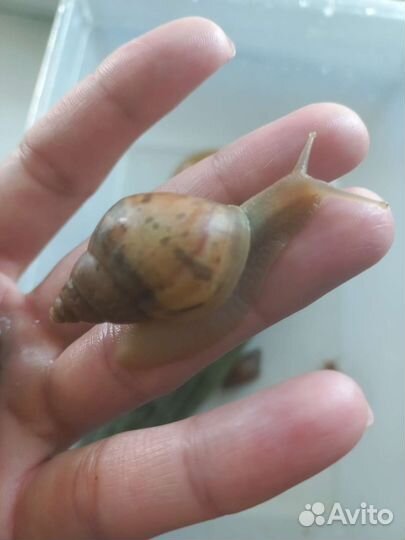 Улитки Ахатины фулика родация