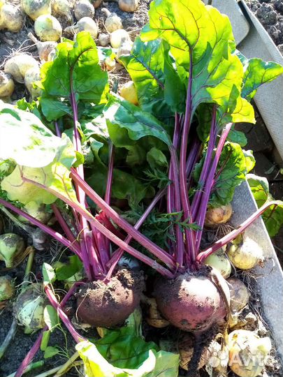 Овощи со своего огорода