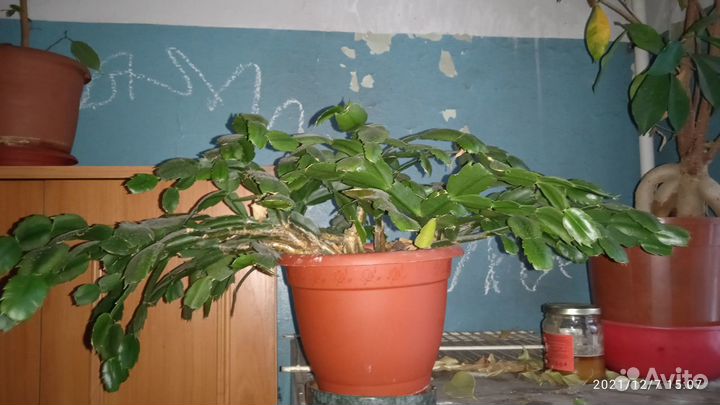 Декабрист,Разное