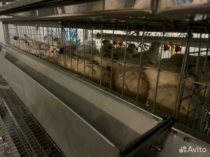 Перепелиные фермы под ключ, Фермы любой слож