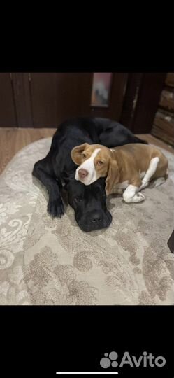 Щенки бигль