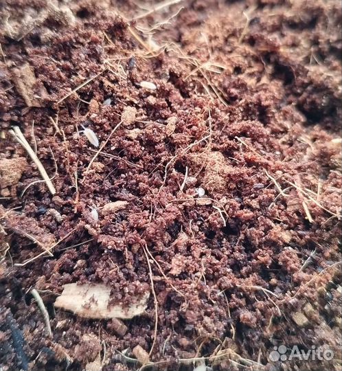 Сверчки, тропическая мокрица, хрущак, зоофобус