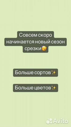 Цветы на срезку (хрезантема)