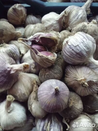 Продаю свое с огорода