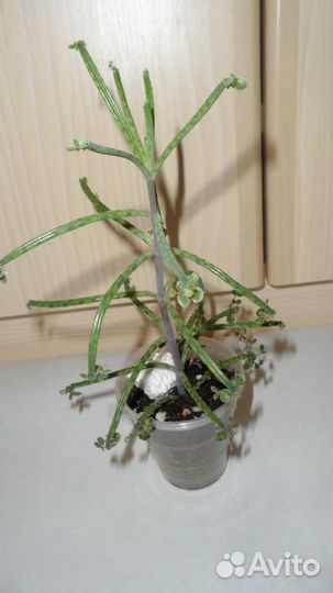 Каланхое алое сортовые