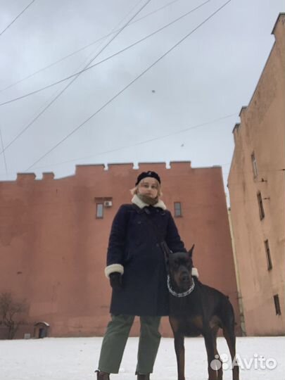 Выгул собак, догситтер, передержка