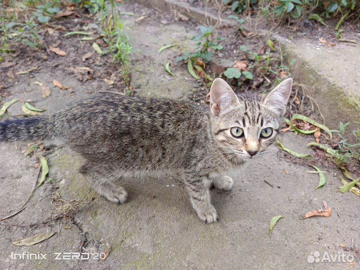 Отдам в добрые руки котят