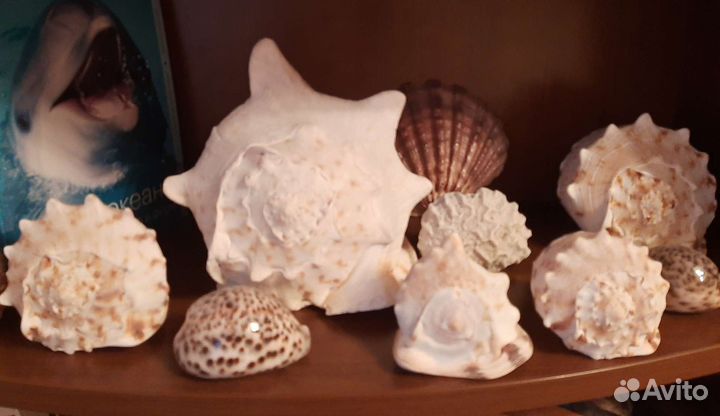 Морские ракушки раковины