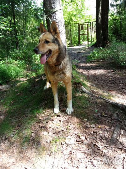 Собаки бесплатно в добрые руки