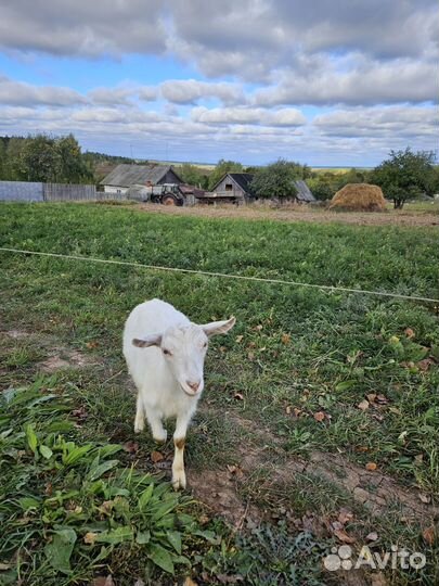 Козы дойные молочные