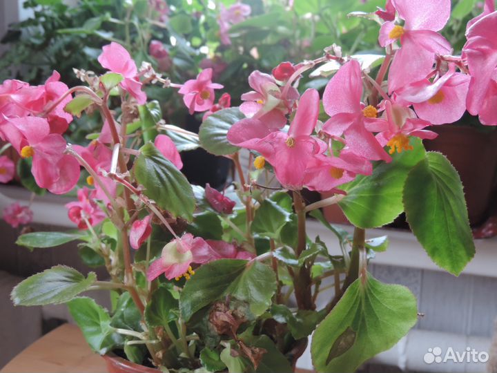 Бегония вечноцветущая в цвету