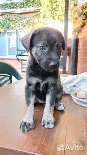 Малышка овчарка в добрые руки