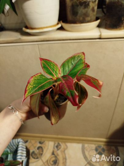 Аглаонема крит