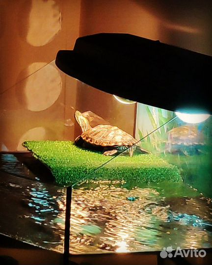 Террариум для черепахи