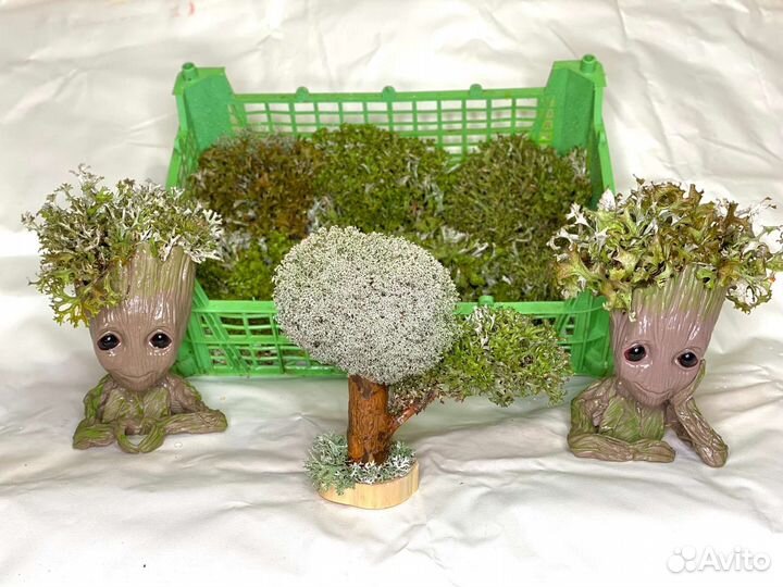 Цетрария, живое дерево, бонсай